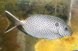 SOLDOUT●SALE※激レア　スターリーラビットフイッシュ　【ケニア産】　※10センチ程度　※12/24入荷　フレーク、粒餌OK