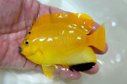 SOLDOUT　シテンヤッコ　若魚【バリ産仕入れ個体】　10センチ程度　4/3撮影　わんぱくで何でも食べています