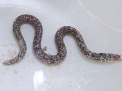 ※レア　シズクキカイウツボ【海外仕入れ個体】　※20センチ程度　2/1入荷