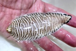 SOLDOUT●SALE　サザナミウシノシタ【セブ産】　10センチ程度　※11/21入荷