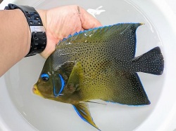 サザナミヤッコ成魚【当店国内ハンドコート】※22センチ程度　※8/23入荷　※人工飼料OK