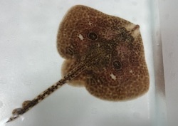 SOLDOUT※レア　コモンカスベ幼魚【三重産仕入れ個体】　※盤幅15センチ　4/15出品