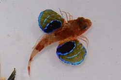 SOLDOUT　トゲカナガシラ幼魚【三重産仕入れ個体】5～7センチ　※4/15出品　※クリルOK