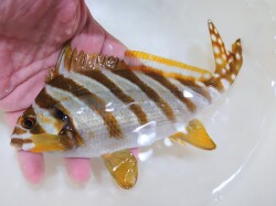 タカノハダイ若魚【青海島ハンドコート】※15～18センチ程度　※9/6採取