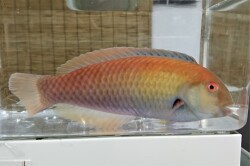 ※調整中　テンスモドキ【近海仕入れ個体】　※20センチ程度　※10/2入荷