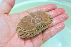 SOLDOUT　トラフカラッパ　小　【駿河湾産仕入れ個体】　※甲幅7センチ程度　※11/15入荷