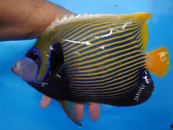 SOLDOUT クリスマスSALE12/26迄　タテジマキンチャクダイ　22センチ程度　【薩南諸島ハンドコート】　※8月採取　　何でも食べています。