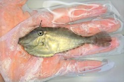 ※珍　ウスバハギ幼魚　【仕入れ個体】　※8センチ程度　※4/26入荷