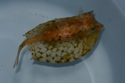 ウミスズメ【近海産】　※9センチ程度　水カゴと呼ばれる半透明個体です　6/23出品※粒餌OK