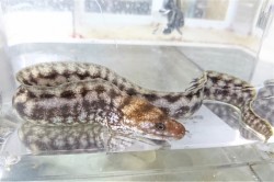 SOLDOUT　ヒレオビウツボSP幼魚（和名無し）【薩南諸島ハンドコート】※30～40センチ程度※1/10採取