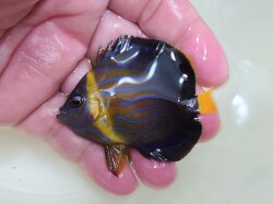 SOLDOUT ベトナムキンチャクダイ幼魚【ベトナム産】　5センチ程度　9/12入荷