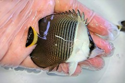 ホワイトフェイスバタフライ　幼魚B　【紅海】　※7センチ程度　※2/16入荷　可愛いサイズが入荷しました