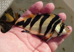 SOLDOUT※レア　ユウダチタカノハ幼魚【青海島ハンドコート個体】※15センチ程度　※7月3日採取