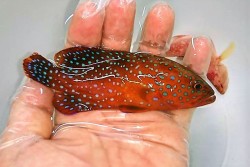 ※SALE　ユカタハタ　【仕入れ個体】　※10センチ程度　※2/10入荷