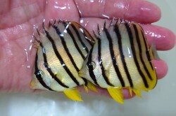 SOLDOUTヤスジチョウチョウオ幼魚　2匹セット　【バリ産】　※7センチ程度　※2/24入荷　