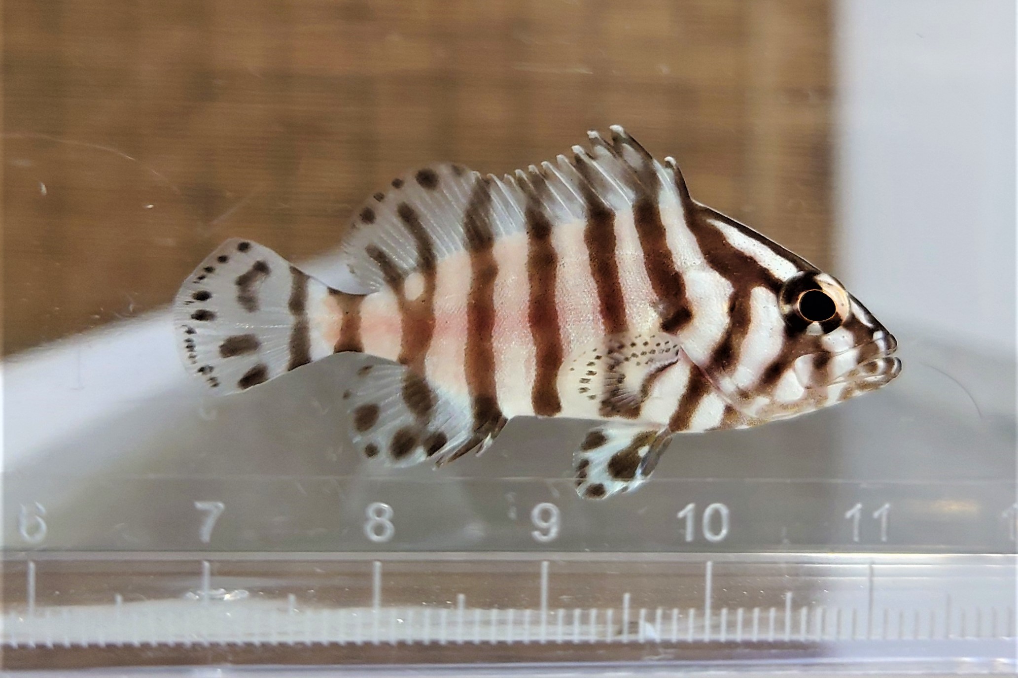 SOLDOUT　レザーバス幼魚　【海外仕入れ個体】　※6センチ程度　※12/25入荷