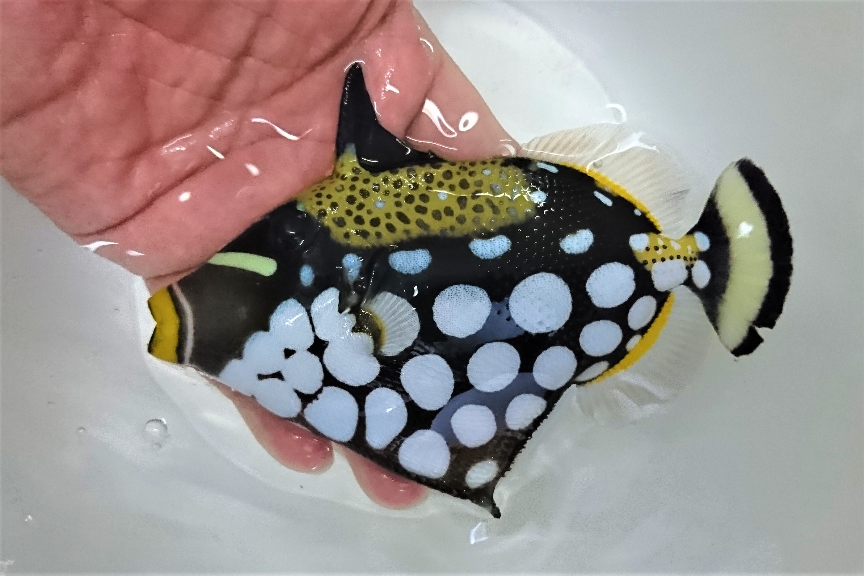 モンガラカワハギ中成魚 屋久島ハンドコート 12 15センチ程度 12 29採取 モンガラカワハギ中成魚 屋久島ハンドコート 12 15センチ程度 12 29採取