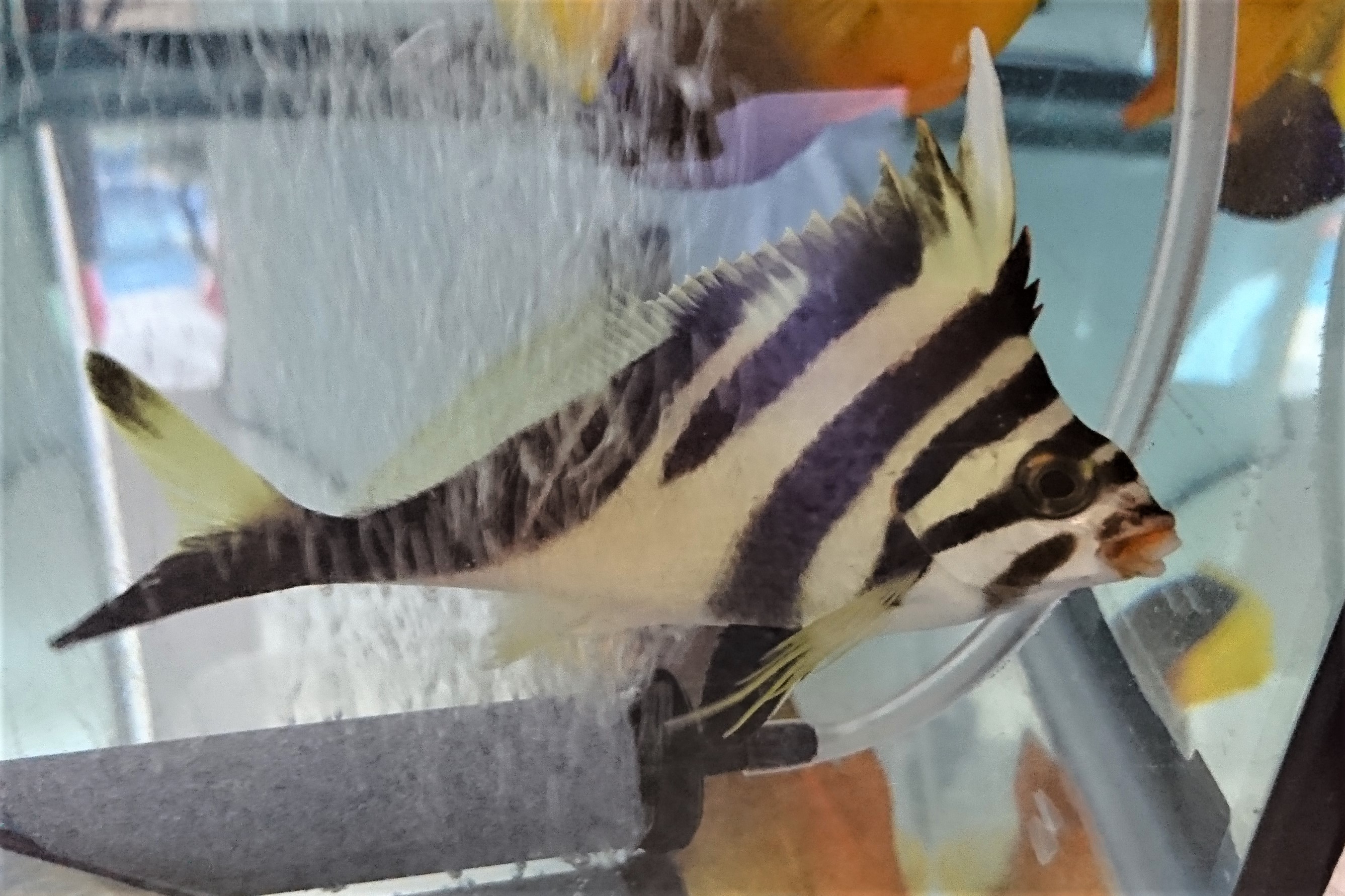 ミギマキ幼魚【近海ハンドコート】※15センチ程度　※6/11入荷
