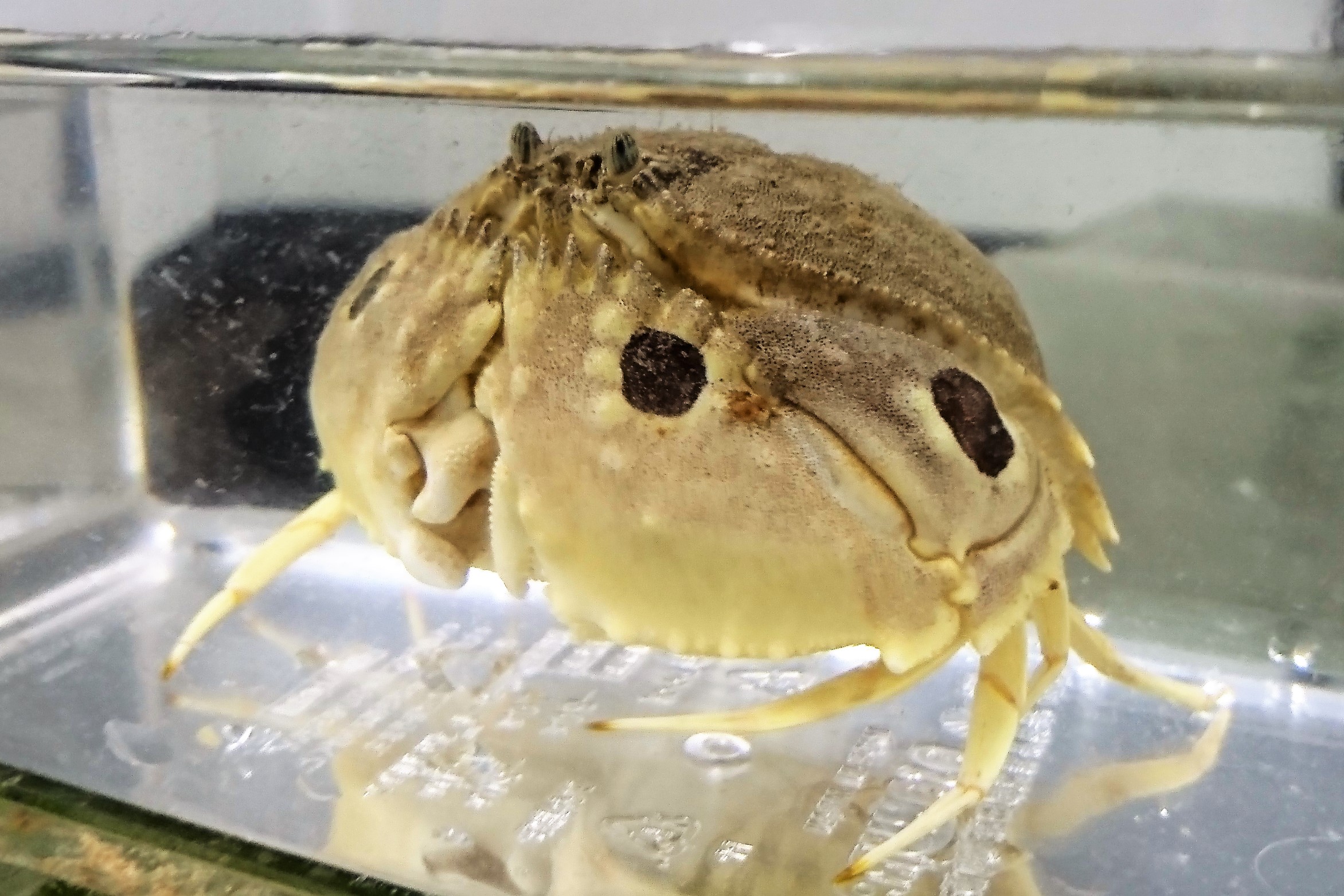 SOLDOUT　メガネカラッパ　【伊豆産漁網個体】　※甲幅10～15センチ程度　※11/15入荷