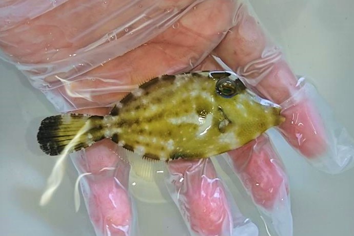 ※珍　メガネウマヅラ　ベビー　【仕入れ個体】　※7センチ程度　※6/23入荷　S梱包