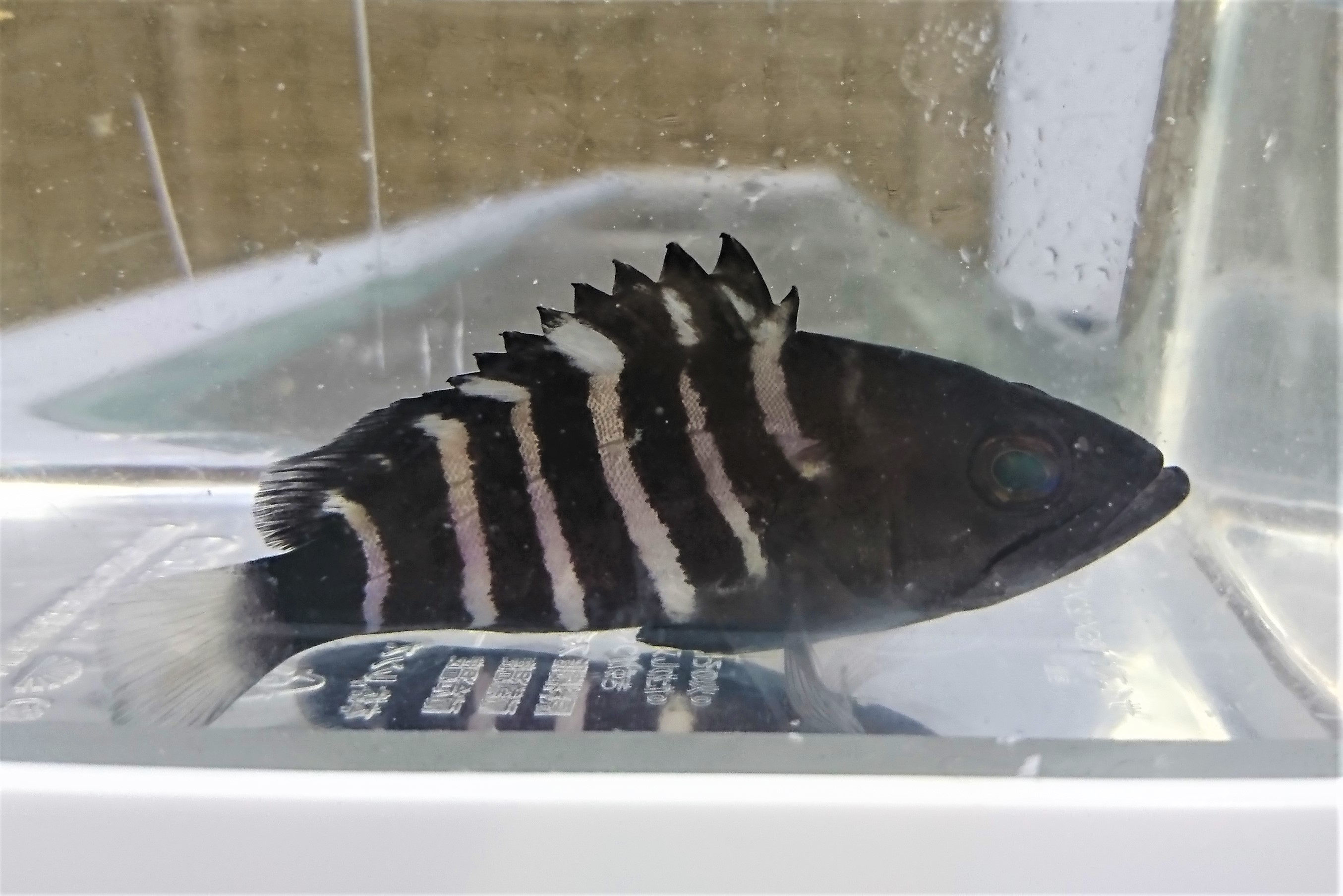 マハタ幼魚 近海ハンドコート仕入れ個体 9センチ程度 4 26入荷