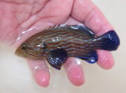 アオスジハタ幼魚【スリランカ】　※10センチ程度　※10/15入荷