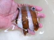 SOLDOUT　ゲンロクダイ【日本海ハンドコート】　※10センチ程度　※10/1採取