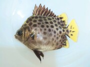 グリーンスキャット【東南アジア産】　※10センチ程度　海水飼育