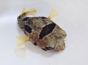 ヒトヅラハリセンボン　【ケニア産】　17センチ程度　※1/30入荷