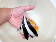 追加出品　ハタタテダイ大き目【天草ハンドコート】　12センチ程度　※10/30採取