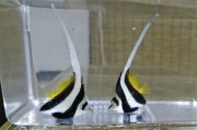 ムレハタタテダイ幼魚【天草ハンドコート】　5センチ程度　※8月16日採取　採取の際ヒレが少し傷みましたが、すぐに元通りになります
