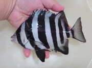 イシダイ　若魚 15センチ程度　【青海島ハンドコート】　※10/25採取　