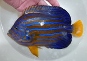 ”極美”キンチャクダイ　超特大【天草産ハンドコート】20センチ程度　ハンドコート採取