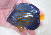 SOLDOUT キンチャクダイ中成魚【日本海ハンドコート】　9センチ程度　9/3採取　