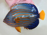 SOLDOUT　”極美”キンチャクダイ　大【天草産ハンドコート】18センチ程度　10/27ハンドコート採取