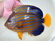 再入荷　”極美”キンチャクダイ　大【天草産ハンドコート】18センチ程度　10/27ハンドコート採取