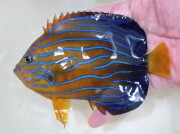 再入荷　キンチャクダイ【日本海ハンドコート】　15センチ程度　10/13採取　