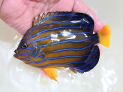 キンチャクダイ【日本海ハンドコート】A　15センチ程度　9/6採取　