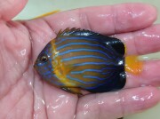 キンチャクダイ半成魚【日本海ハンドコート】G　7センチ程度　10/5採取　