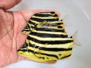 カゴカキダイ【青海島ハンドコート】※10センチ程度　※9/6採取　注）画像は同等のサンプルです