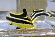 コロダイベビー　【青海島産ハンドコート】　7センチ程度　※9/6採取