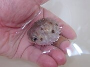 SOLDOUT　※レア　ロングスパインドポーキュパインフイッシュ幼魚　【オーストラリア産】※5センチ程度　※11月20日入荷　