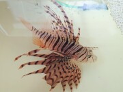 ミノカサゴ大き目　【日本海ハンドコート】20センチ程度　※透明感の有る体色です　※10/25採取