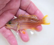 ミナミハタ幼魚　【仕入れ個体】　※8.5センチ程度　※2/1入荷　※各種人工飼料OK