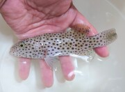 ※レア　オオアオノメアラ幼魚　【セブ産仕入れ個体】　※15センチ程度　※8/23入荷　