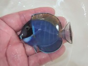 SOLDOUT　パウダーブルータン幼魚【スリランカ産】※5.5センチ程度　11/20入荷