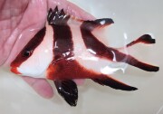 SOLDOUT　センネンダイ　幼魚大き目　【仕入れ個体】　※13～15センチ程度　※7/26入荷