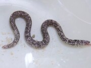 SOLDOUT　※レア　シズクキカイウツボ【海外仕入れ個体】　※20センチ程度　2/1入荷