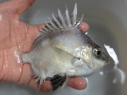 受注販売　※レア　ツボダイ　【深海産仕入れ個体　要低水温】　10～15センチ程度　※人工餌餌付け容易です