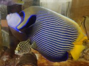 SOLDOUT ANAカーゴ限定　タテジマキンチャクダイ【薩南諸島ハンドコート】ハイボディスペードエッジ　34センチ程度　8/16採取　